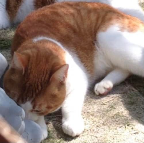 DE_HERENIGING's tweet photo. 🔴 Al lang VERMIST en nog steeds heel erg gemist! 
KAT GARFIELD
ex-kater, rood/wit
#GISTEL #BE Oostendsebaan
#DHver 7/2/22 (vermist sinds 1/1/16) https://t.co/sunxqOP2XT https://t.co/86MhnfzXkH