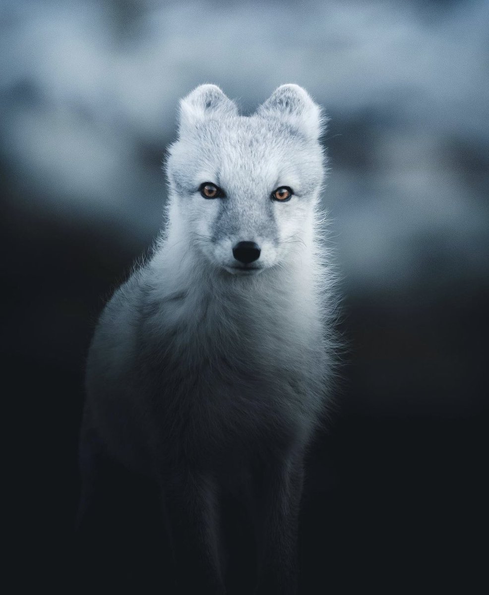 The Arctic fox is native to the Arctic regions of the Northern Hemisphere. I photographed this one at Dovrefjell-Sunndalsfjella National Park in Norway. Such an interesting creature🐺