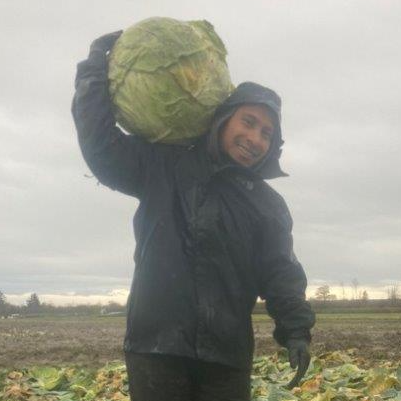 nanoyield's tweet photo. Check out this cabbage! Did you know a 50 pound bag of fresh cabbage makes 16 to 20 quarts of kraut? https://t.co/5iFhv6iARn #sauerkraut #nanoliquid #NanoCS #NanoPro https://t.co/RQo75CDHX3