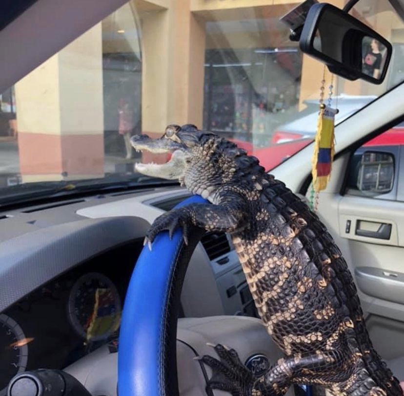 GatorsDaily's tweet photo. Jesus take the wheel https://t.co/V7A0orzQnS