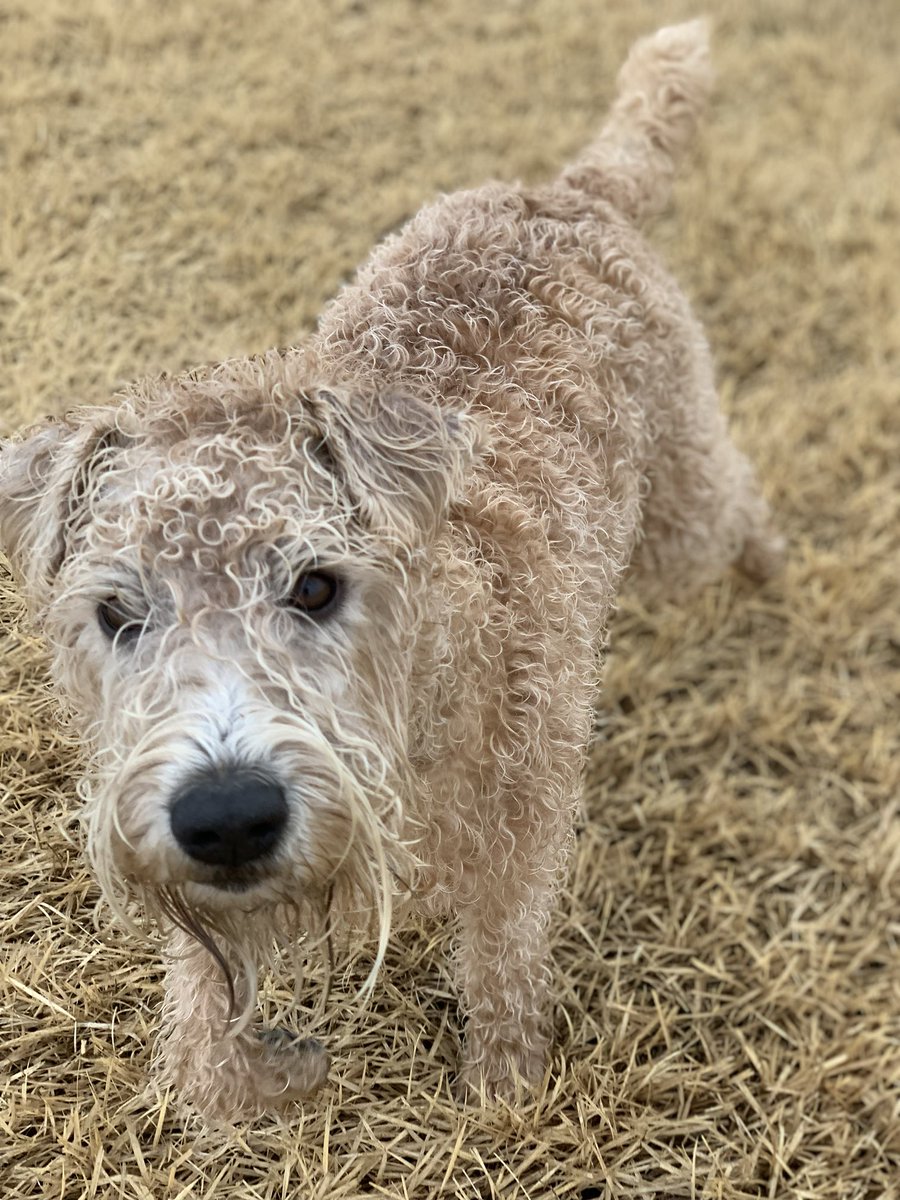 TerrierWheaten's tweet photo. There’s nothing like running around in freezing rain for a couple of hours to toughen a chap up eh friends! 🥶❄️😱 #freezingout #dogsoftwitter #puppies https://t.co/x96ArzFXVn