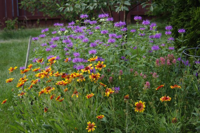 Don't miss <a href="/PlantsAlberta/">Alberta Native Plant Council</a> Virtual Workshop
GROWING NATIVE PLANTS on March 12, 2022. Learn from expert growers and restoration professionals about the many benefits, including water conservation and creation of habitat. Register here: anpc.ab.ca/?page_id=7032 #plants #nativeplants
