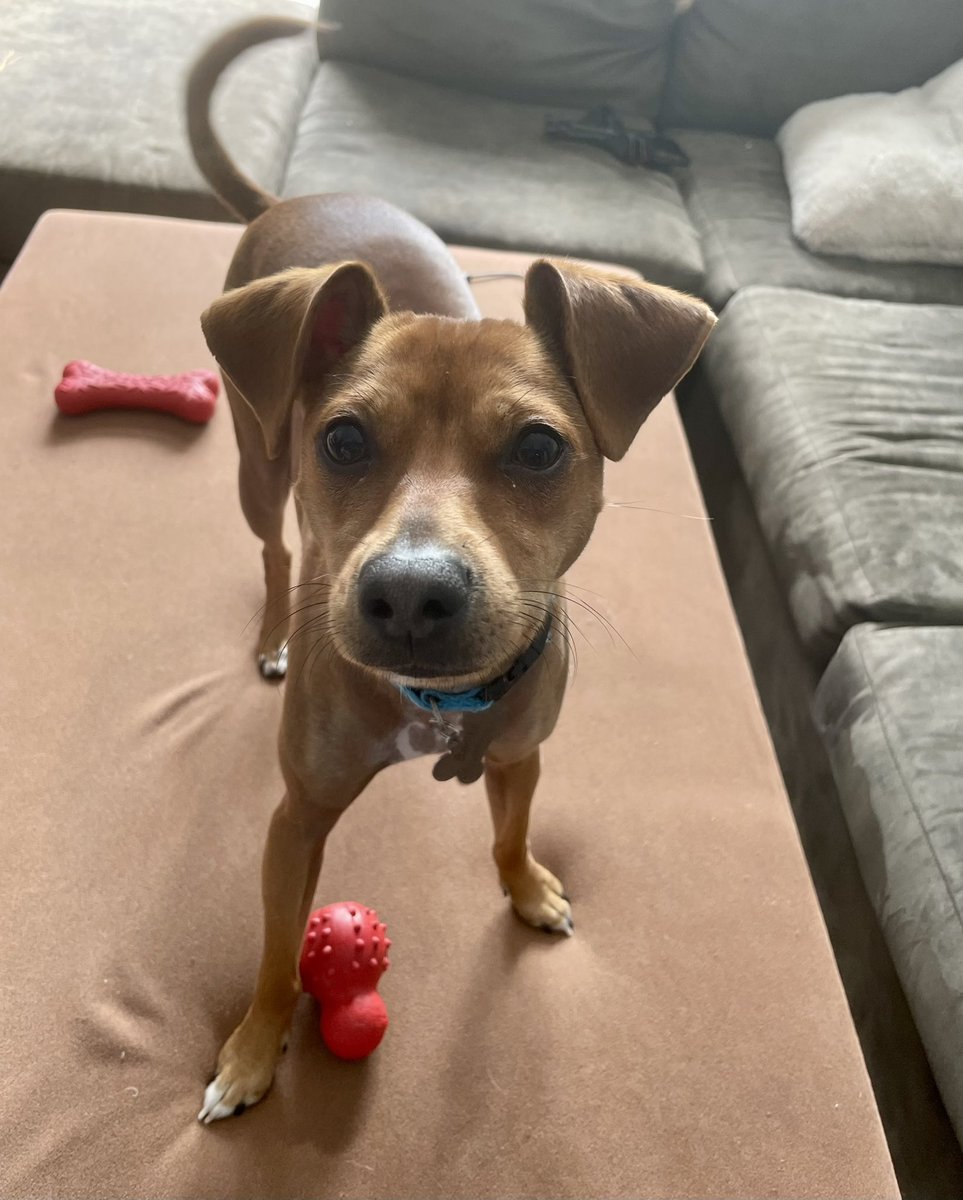 Zach Louis tweet media