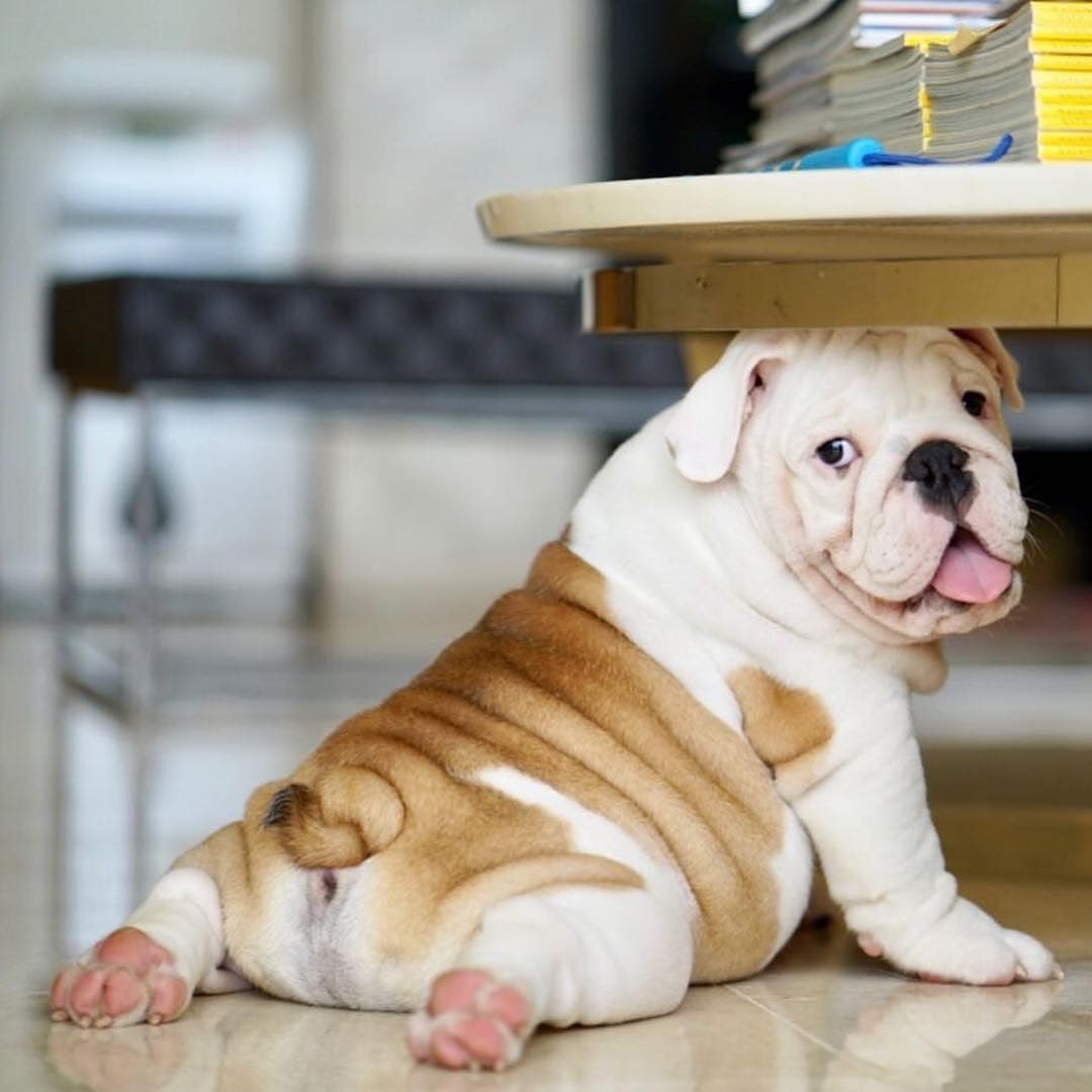 Are Bulldogs Fat