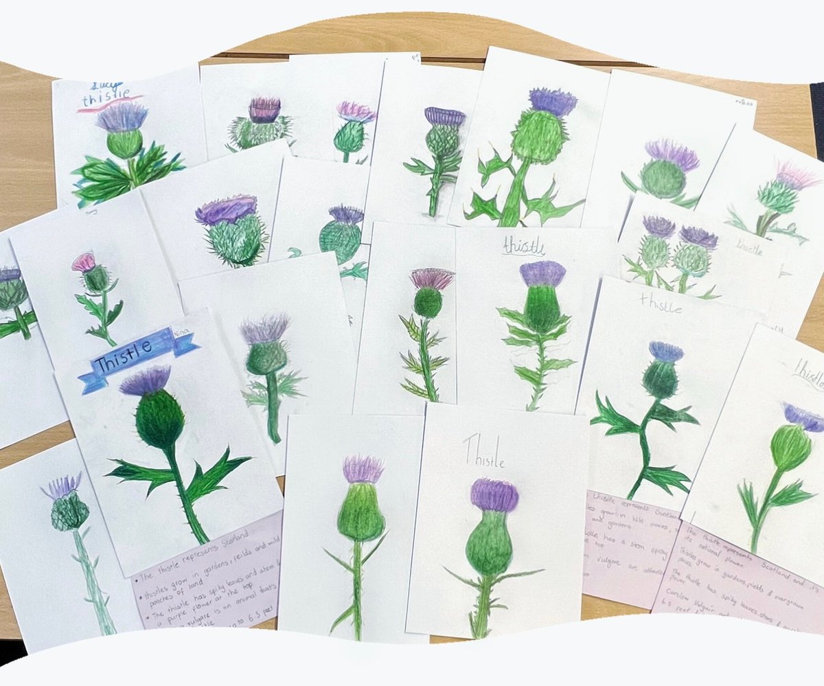 Primary 6/7 developed their line techniques to create some wonderful thistle artwork!