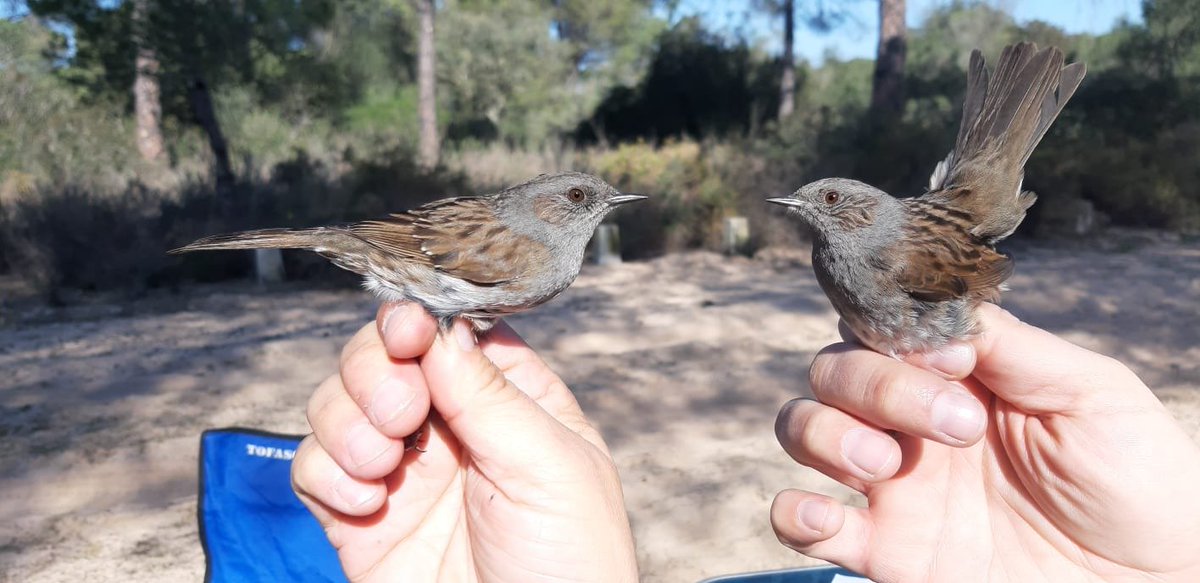 phenogirl's tweet photo. Ringing again at Hato Ratón (with the excuse of a TV program). It has been super cool, despite relatively few numbers of individuals. The best moment: a recapture of a #robin ringed first in Denmark!! @ebdonana #bird #TEMPNET #MISMATCH @pedro_jordano @julioRabadan #seed https://t.co/MvLIgVfvcd