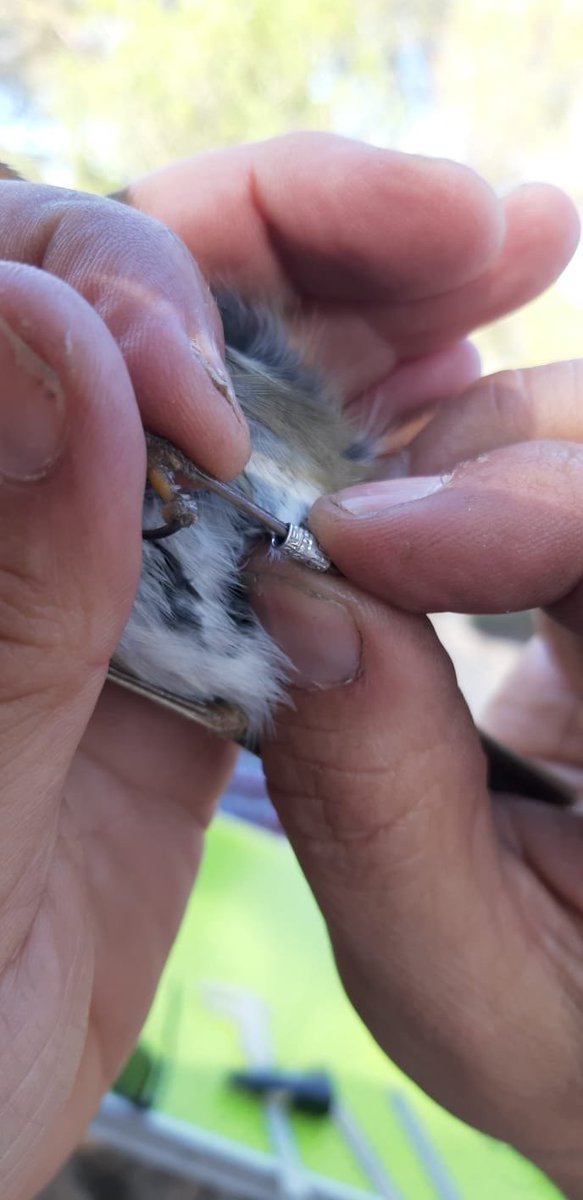 phenogirl's tweet photo. Ringing again at Hato Ratón (with the excuse of a TV program). It has been super cool, despite relatively few numbers of individuals. The best moment: a recapture of a #robin ringed first in Denmark!! @ebdonana #bird #TEMPNET #MISMATCH @pedro_jordano @julioRabadan #seed https://t.co/MvLIgVfvcd