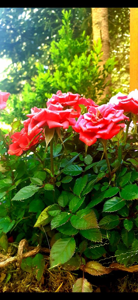 saliuqlim's tweet photo. #flowerphotography 
#blume 
#Kempten 
#Betzigau https://t.co/Tw6neKg9Hv