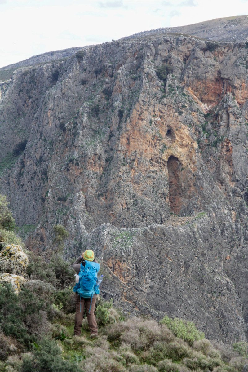 Accompanying Afroditi Kardamaki while #monitoring #aquila #fasciata in a #cretan canyon. Lots of #gypsfulvus @BonelliEastMed