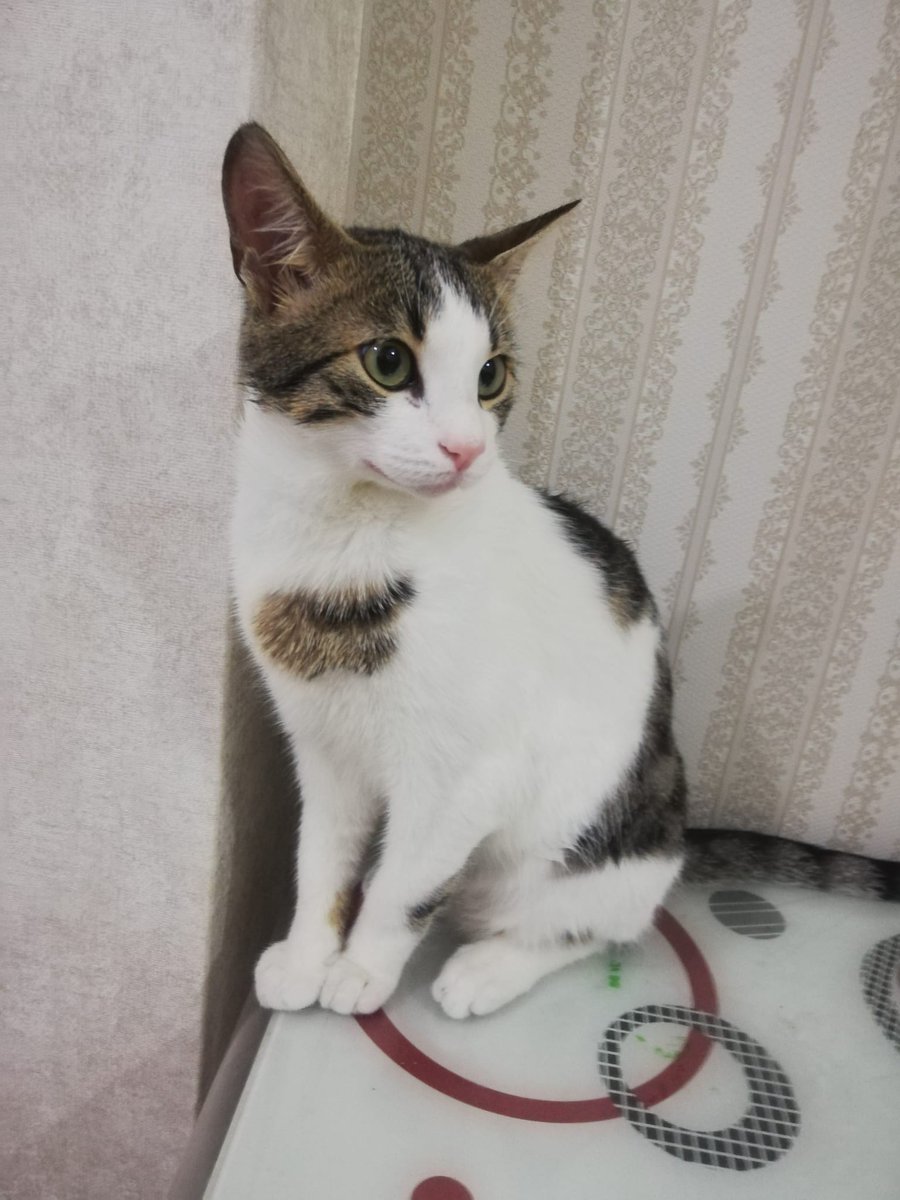 Ablamın yanında kendim/ Benim yanımda kedim