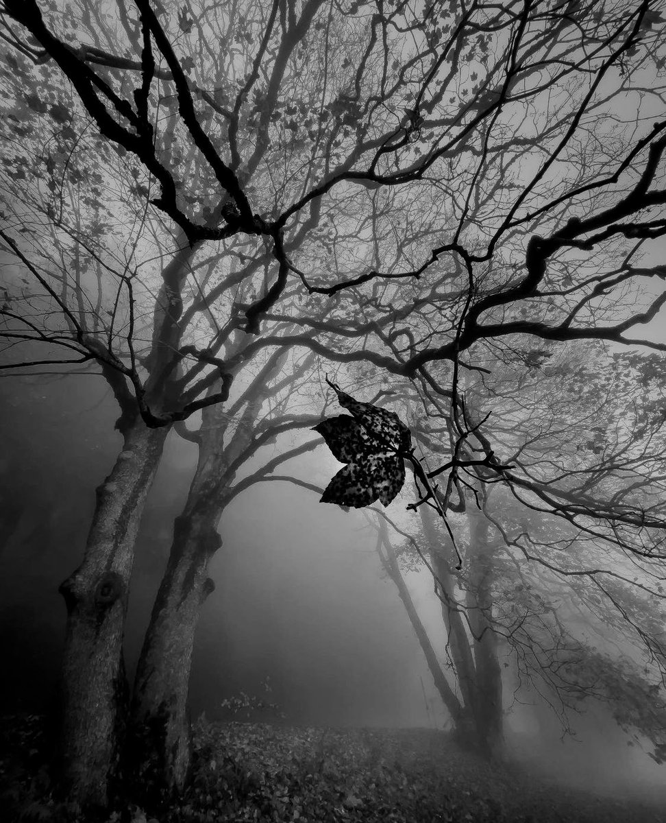 alexxf3's tweet image. 