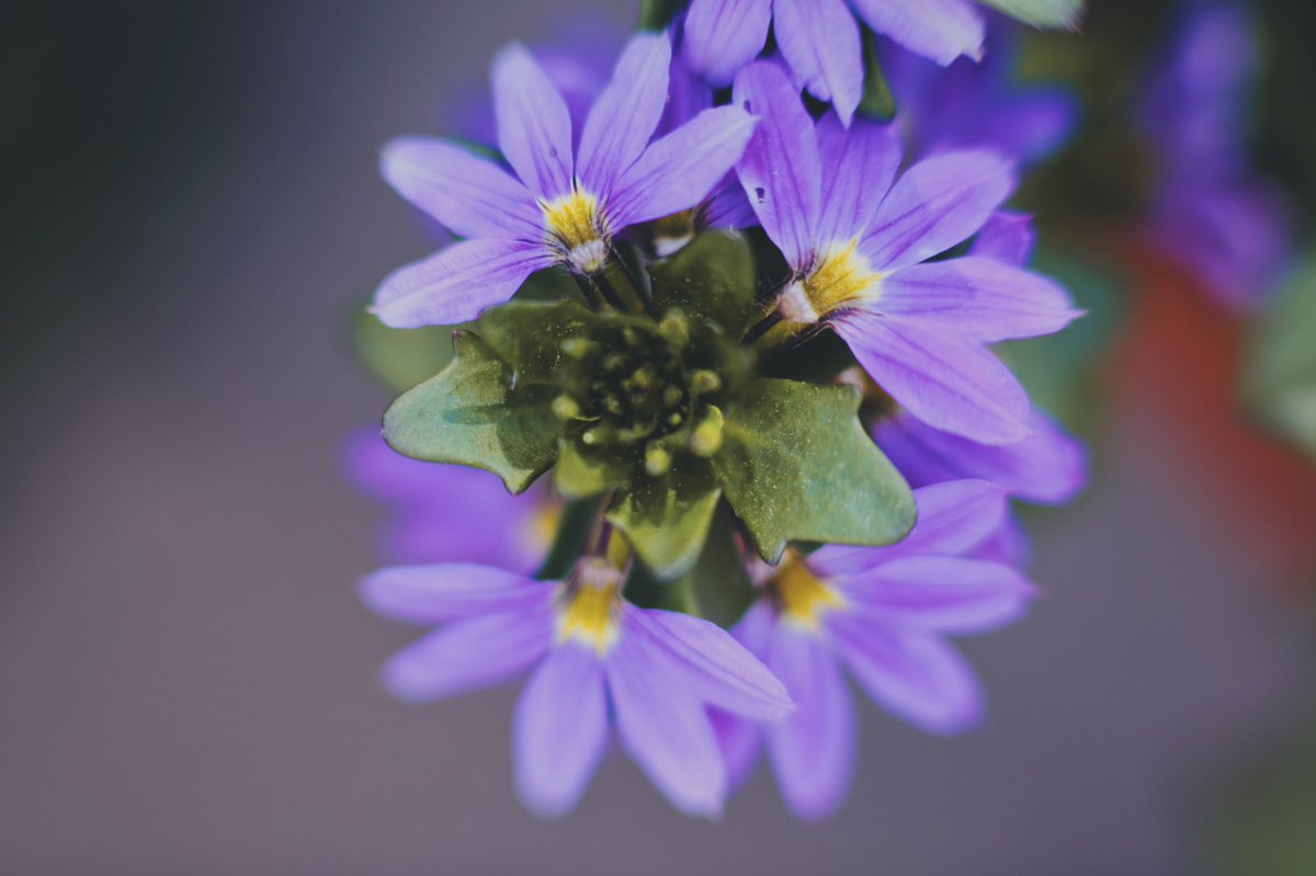 hannahjmakesart's tweet photo. @BraydenCreation Here are some recent ones I haven’t shared yet. I love macros, especially for flowers and bugs! https://t.co/WR3VTzrc5b