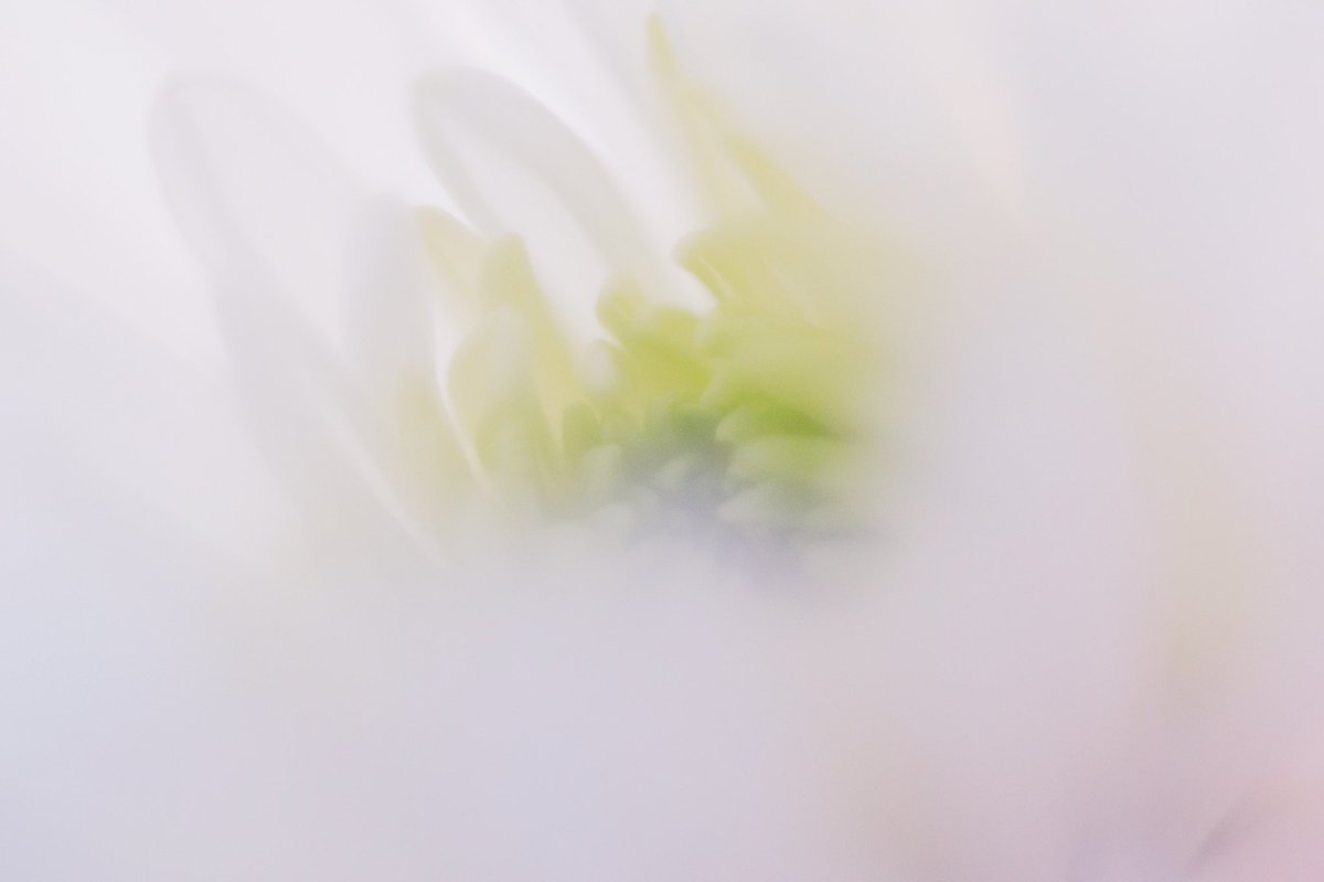 hannahjmakesart's tweet photo. @BraydenCreation Here are some recent ones I haven’t shared yet. I love macros, especially for flowers and bugs! https://t.co/WR3VTzrc5b