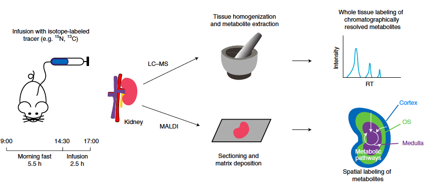 naturemethods's tweet photo. The spatial organization of metabolic activity in mammalian tissues is visualized and quantified using isotope tracing and MALDI imaging mass spectrometry.
https://t.co/7YeA7vqRsQ https://t.co/hF8hLGYSDE