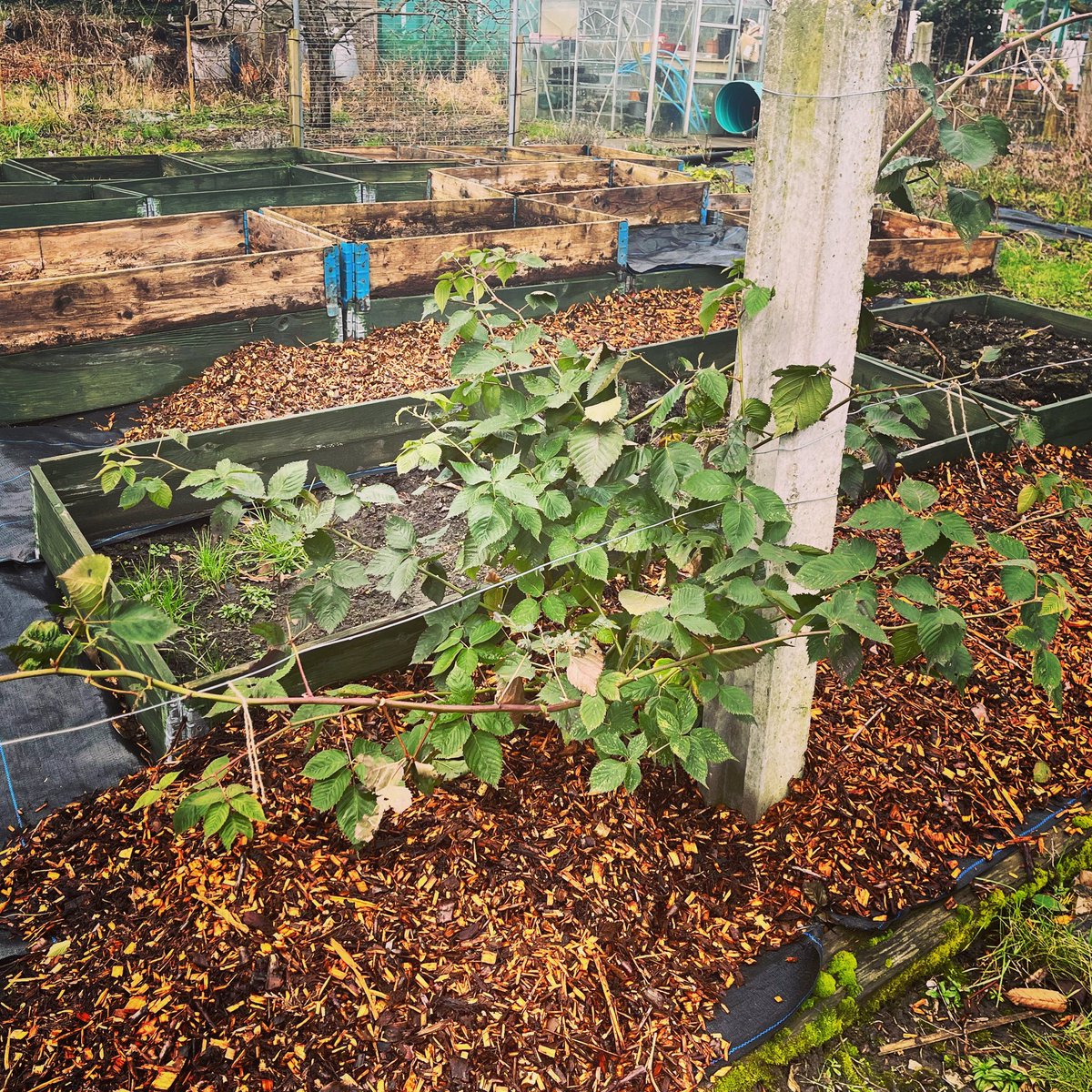 Tying up last year’s growth on the blackberries ready for them to fruit this year. #gardeningwithjason #blackberries #growingfruit #allotmentlife