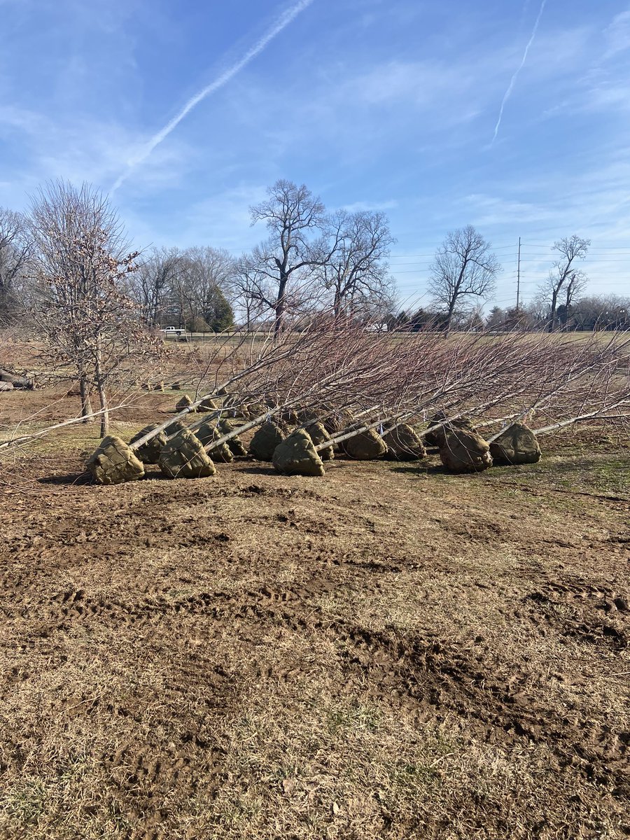 loverslanetrees's tweet image. Digging season!