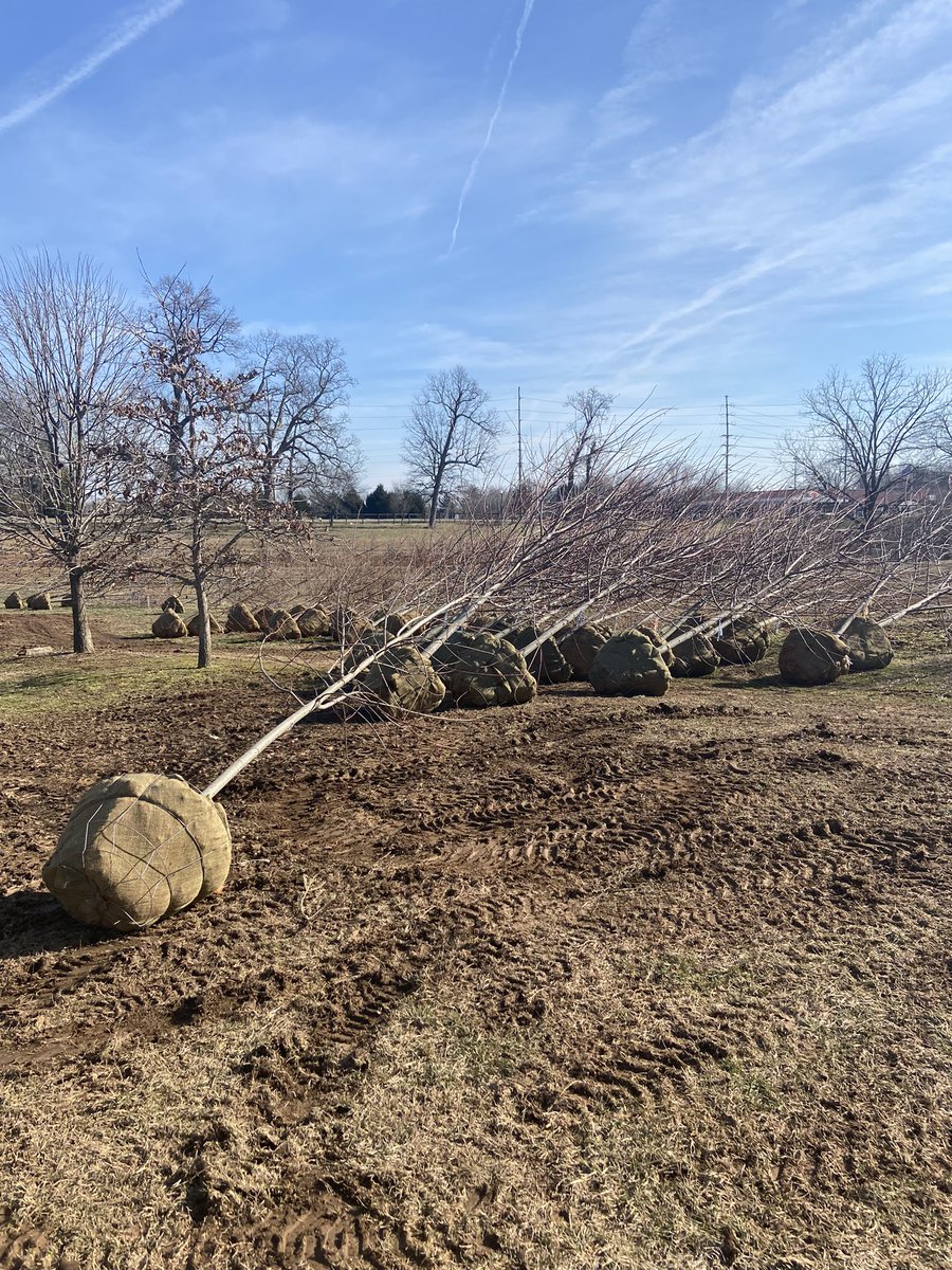 loverslanetrees's tweet image. Digging season!