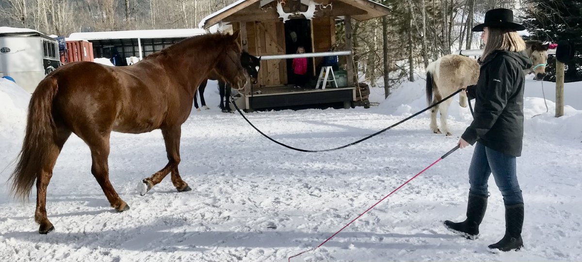 LauraPaiement's tweet photo. Check out these amazing #moveandgroove pics from @sd83schools! Outside moving with their horse. #83moves Lunging, ride and talk, being kind, planking, and balancing! https://t.co/6Ea9iDiRnW
