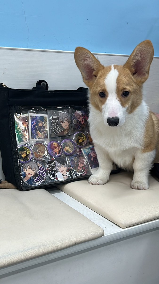 wwSAMA2333's tweet photo. 伪一些关于大神晃牙的日常🐺
小柯基真的非常可爱啊～

耳钉不还原抱歉，没有买到合适的耳钉
照片是在漫展控场的时候拍的(*≧ω≦) https://t.co/C82uRtSWib