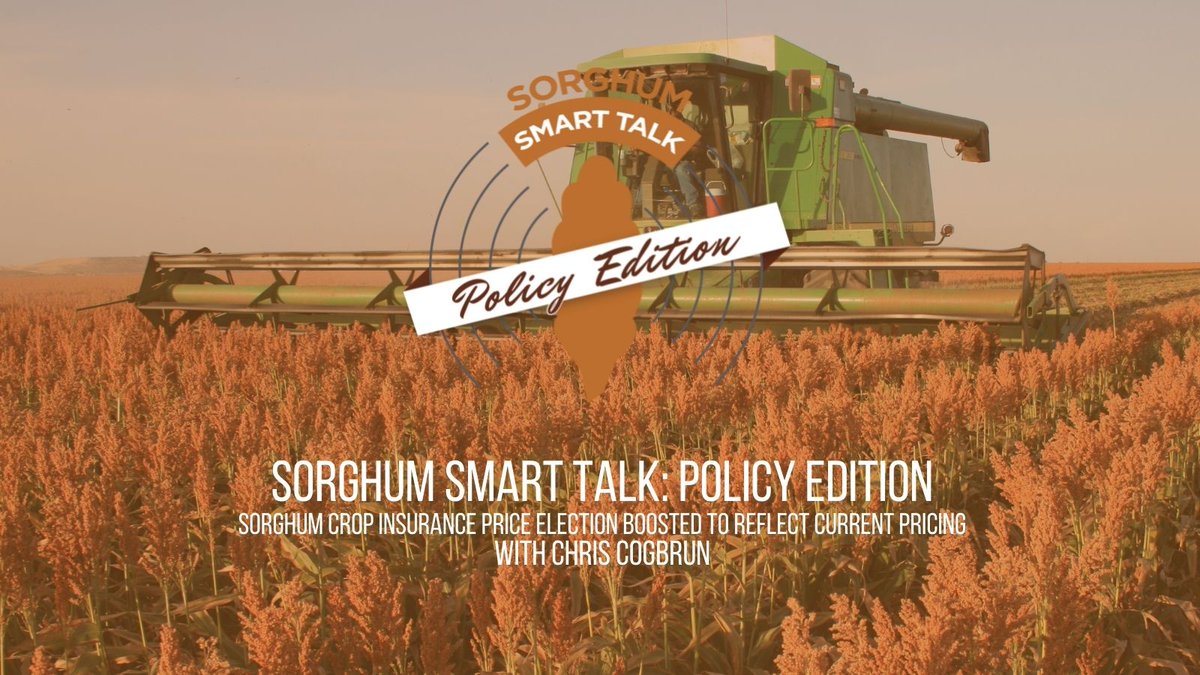 SorghumGrowers's tweet image. In our latest episode of Sorghum Smart Talk Policy Edition we are joined by @nspchris, manager of @rainfall_expert, to discuss Sorghum Crop Insurance Price Election boost. Sorghum is ^^^! Tune in at sorghumgrowers.com/podcast/ or on your favorite listening platform! @SorghumDuff