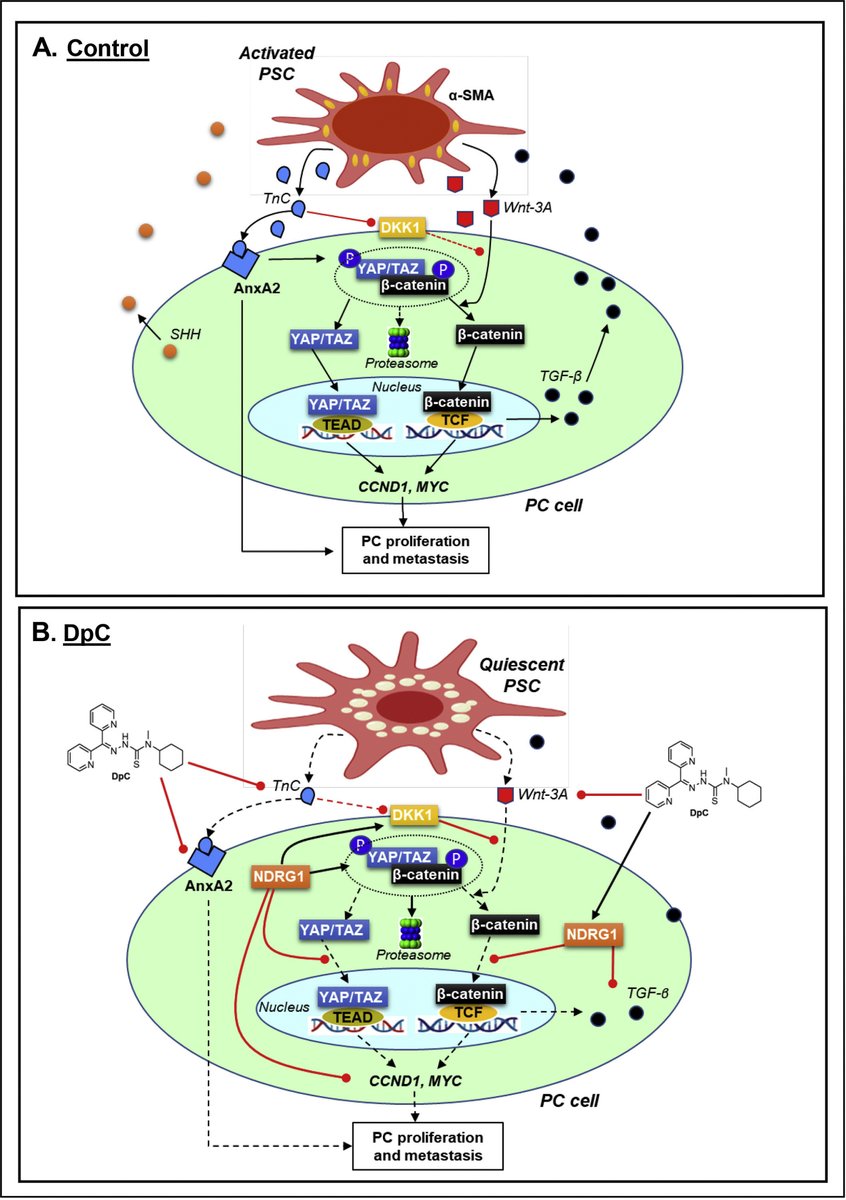 Geleta (<a href="/GeletaBeky/">Bekesho Geleta, PhD</a>) et al. results further illuminate the anti-oncogenic mechanism of NDRG1 and the potential of targeting this metastasis suppressor to overcome the oncogenic effects of the PC-PSC interaction — <a href="/Sydney_Uni/">University of Sydney</a> #cancer

jbc.org/article/S0021-…