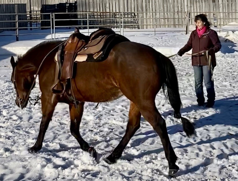 LauraPaiement's tweet photo. Check out these amazing #moveandgroove pics from
@sd83schools staff! Outside moving with their horses. #83moves Lunging, balancing, doing what makes you feel good & celebrating! https://t.co/SuxllYPTm0