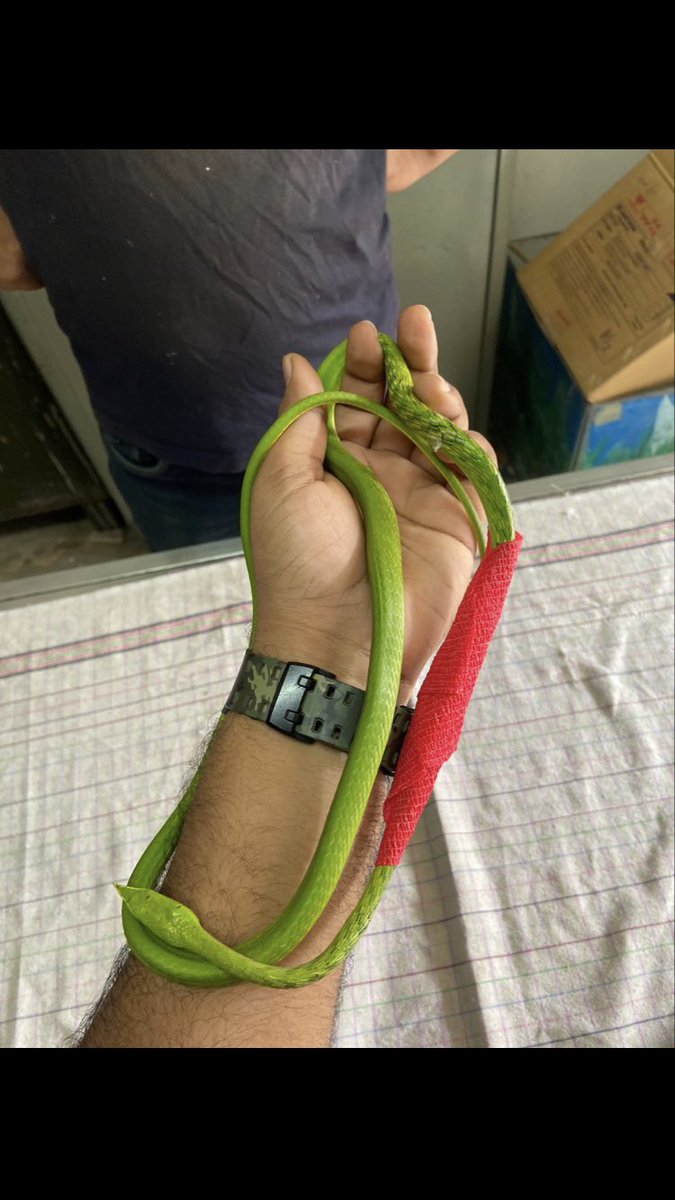 shield_animal's tweet image. The snake got injured due to human animal conflict, the lack of habitat forces them into our homes and people react by trying to kill them! 

There are many organisations that will come and rescue them,please do not harm they animal!

He is now under our care 🥰
#animalshield