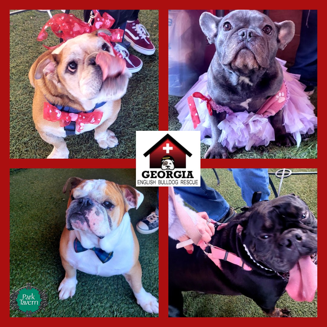 ParkTavern's tweet photo. Thank you to everyone who came out to support GA English Bulldog Rescue yesterday at Park Tavern. These cuties melted our hearts. For more info. on how to help or adopt these cuties visit https://t.co/K4e3u0UIsJ #parktavern #GEBR #bulldog #rescue #adopt https://t.co/1r2D9ZHkHa