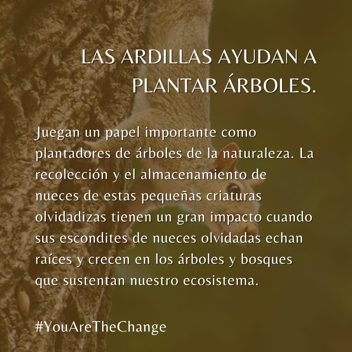 EtnyaSv's tweet photo. Las #ardillas ayudan a plantar árboles 🌳🐿 https://t.co/bnoPDZwFBb