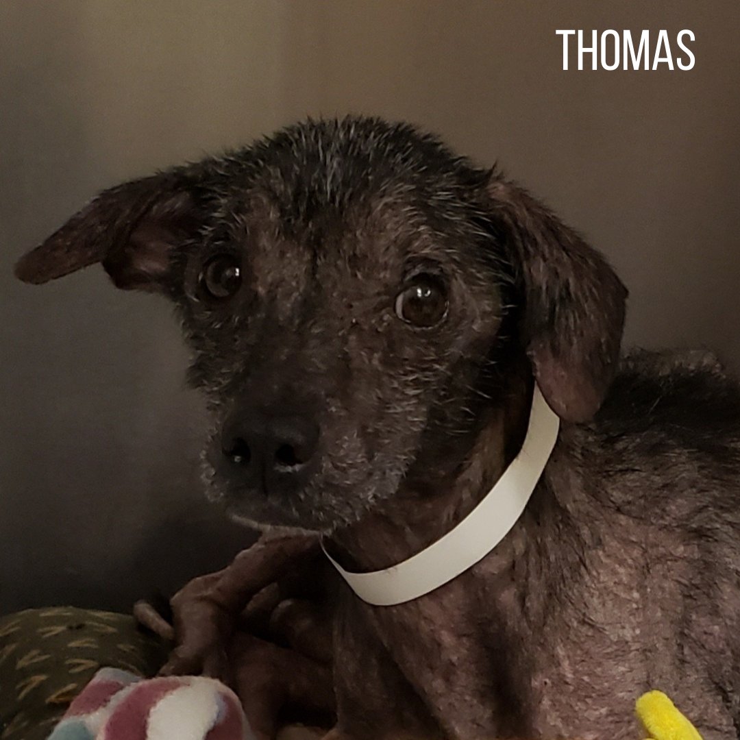TheGBHS's tweet photo. Meet the #FURtasticFour! Rescued from the hoarding case, Violet, Thomas, Mosley, & Sammy are moving to foster homes! Each has Demodex. Violet is blind in one eye & after years of neglect, the muscles in her hind legs have atrophied. Follow up for more updates! https://t.co/41elbs19Yf
