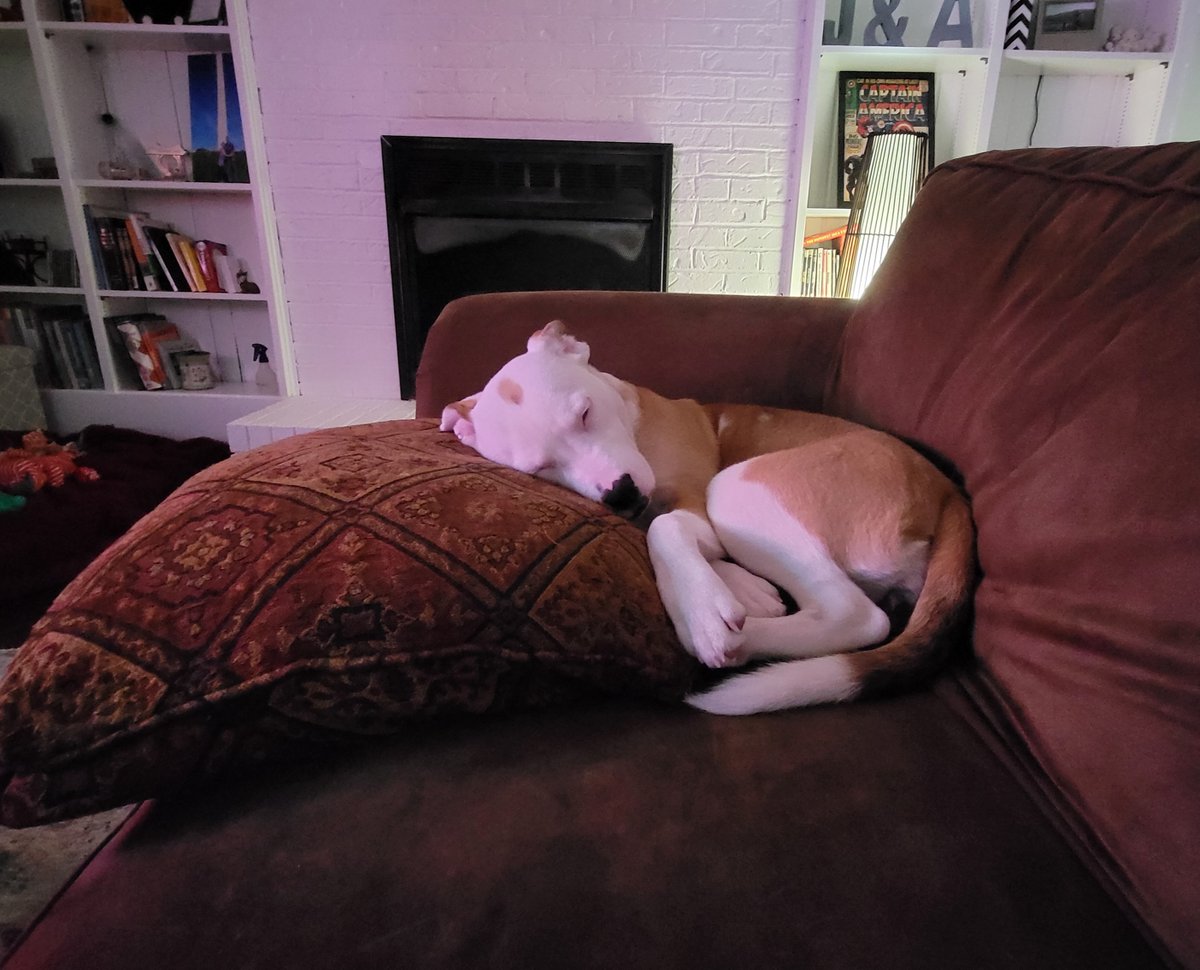 SocialStudiesCB's tweet photo. Been working #socialstudies like crazy. Writing, coloring, lettering, trying to figure out marketing. Nap time.
#Pitbulls #indiecomics #workhardsleephard https://t.co/0KvtCOM60w