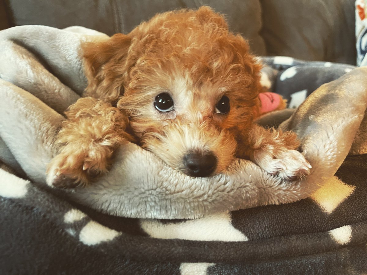 Why can’t I go outside now? 🐶🐶🐾🐾  #hoshitoypoodle #toypoodle #pets #dogs