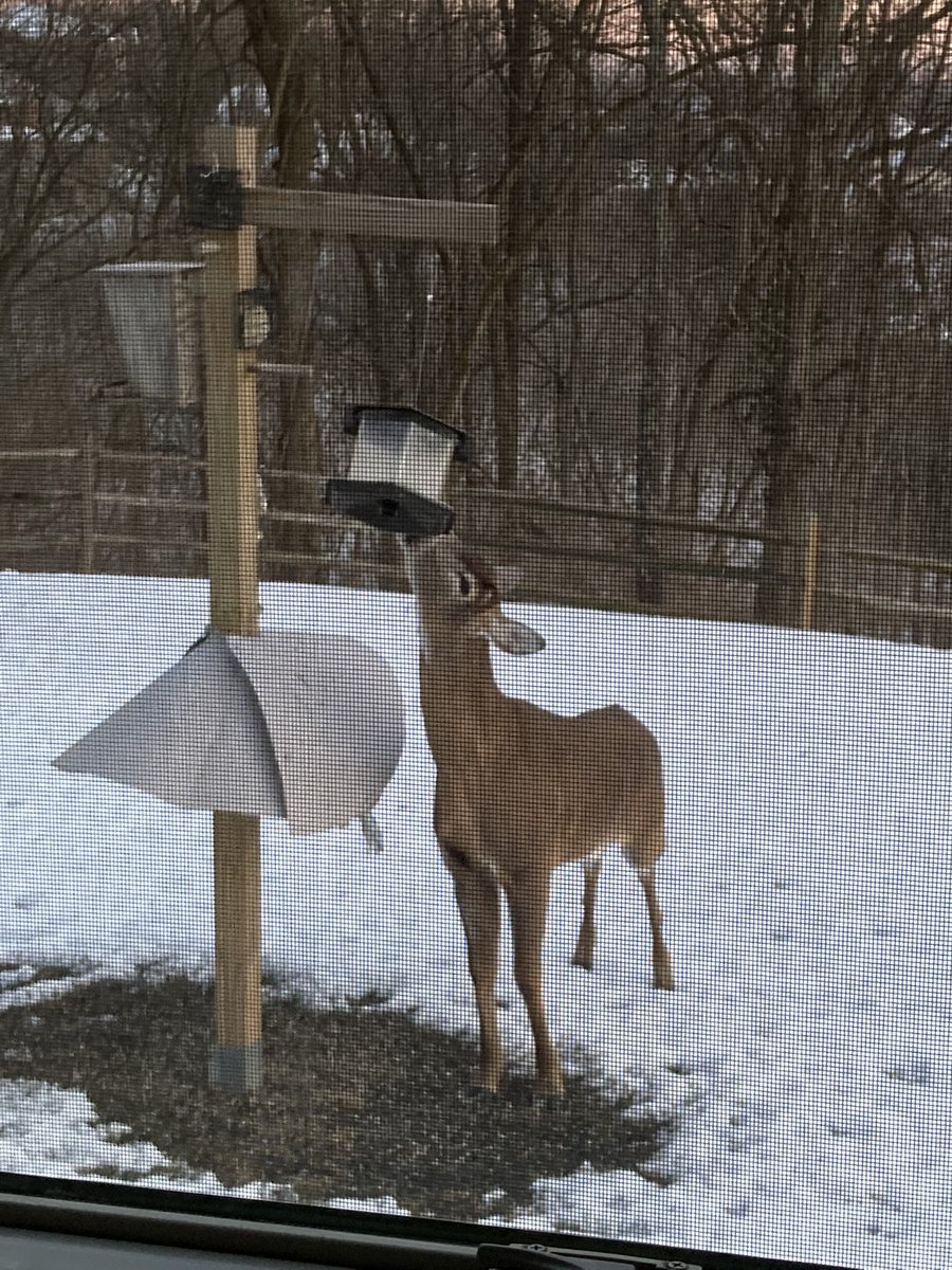 MichaelSMurray2's tweet image. This why feeding the birds is difficult in my backyard.