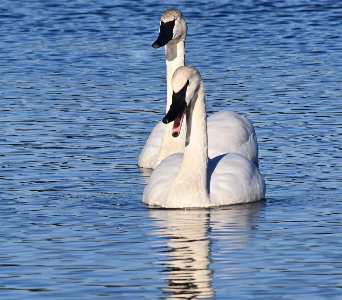 KATVNews's tweet photo. It's a "Swan Lake" takeover in Heber Springs today. Thank you Diana Race for sending in your photos! Please send your photos to https://t.co/PnwqvrxV4D right now! #arkansaswinter #swans #nature #chimein #hebersprings #katv https://t.co/rq3DvVVNrJ