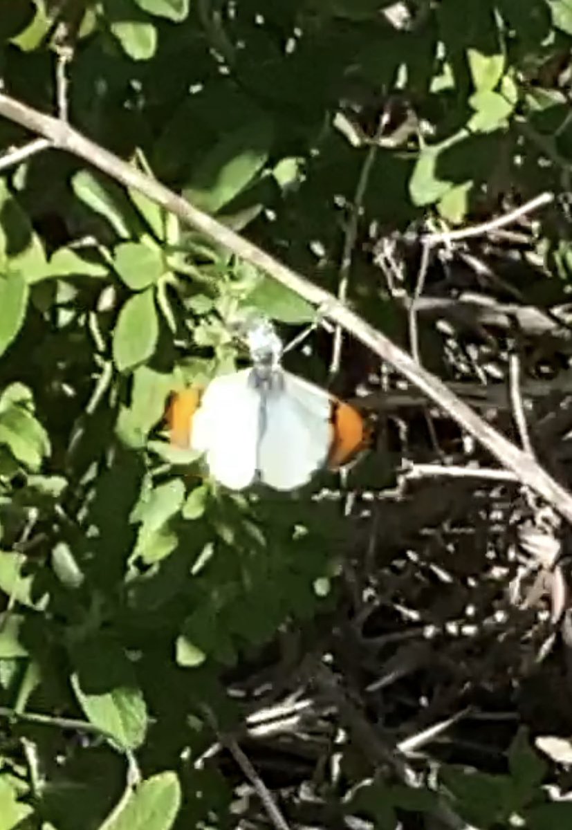RealGravitas's tweet image. Today was quite a shift from the previous week. Still seeing the overwintering #butterflies in the riparian areas but on the hills today West Coast Ladies, Duskywings, and these guys. #Orangetips