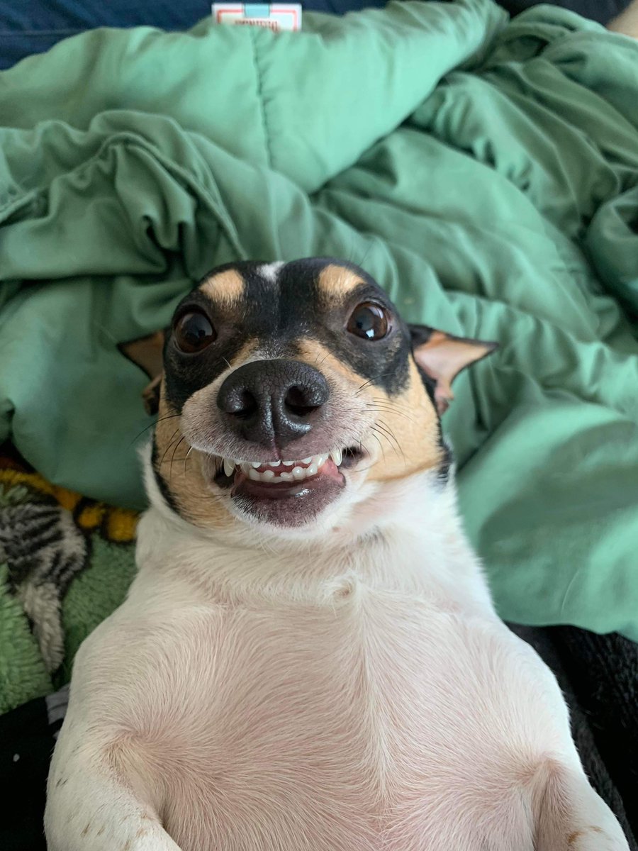 Lily Mae & Phinehas tweet media