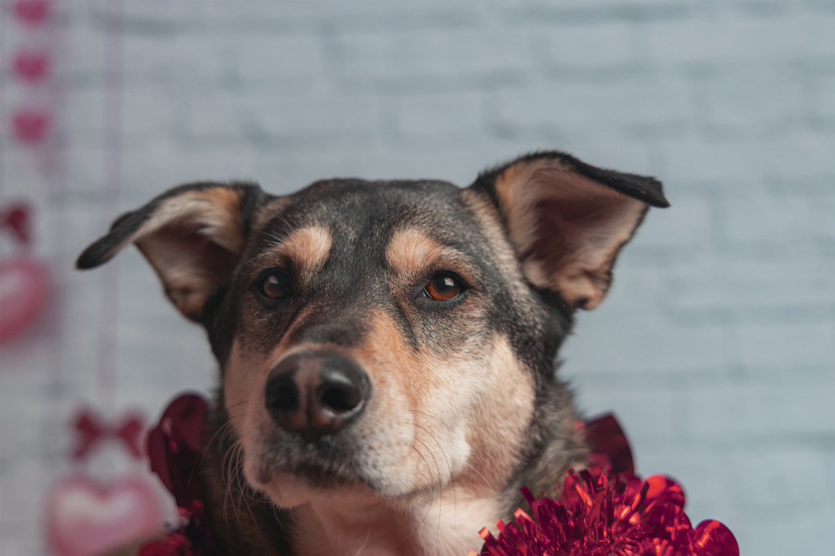 Valentines photos for your dogs ?? 

Why the heck not!, They love love too💕