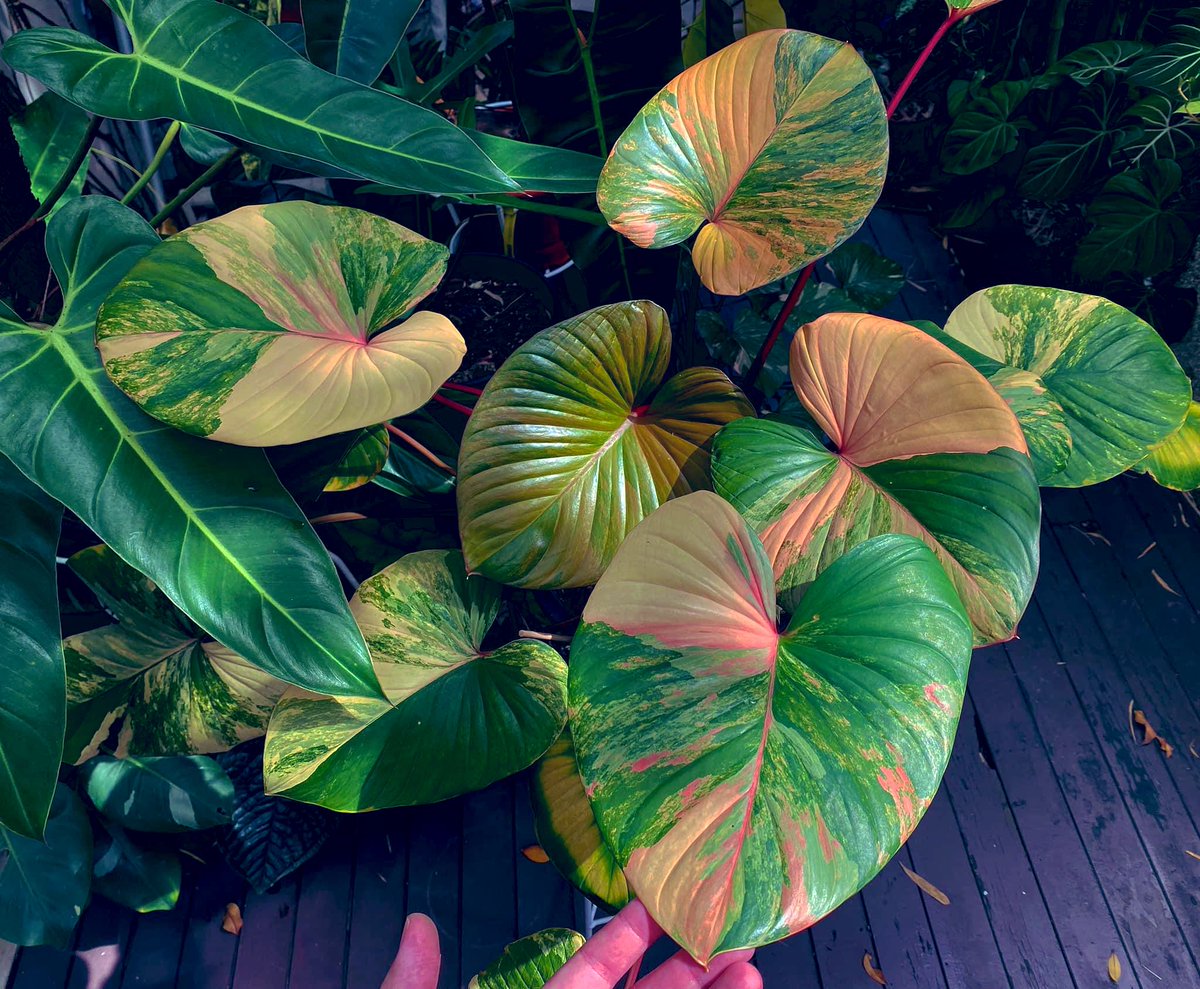 Que es sustrato para plantas Que es sustrato para plantas