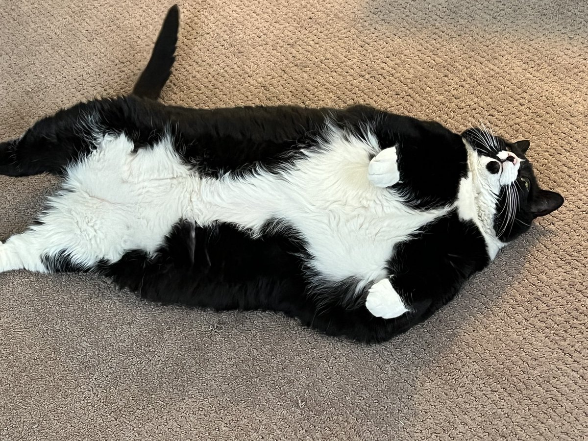 tuxedotrio's tweet photo. @julieklausner @DoubleThreatPod Request for admission to the chonkiest cat pageant: https://t.co/LUxPJPh3tJ