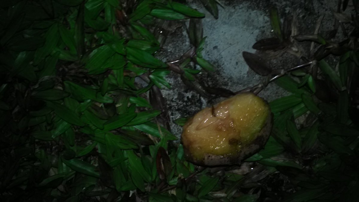 TheStupidLolo's tweet image. #14Musd

Mana mungkin sawo bisa ada di depan mata kalau bukan karena dilempa? Hebat banget tupainya, ya?