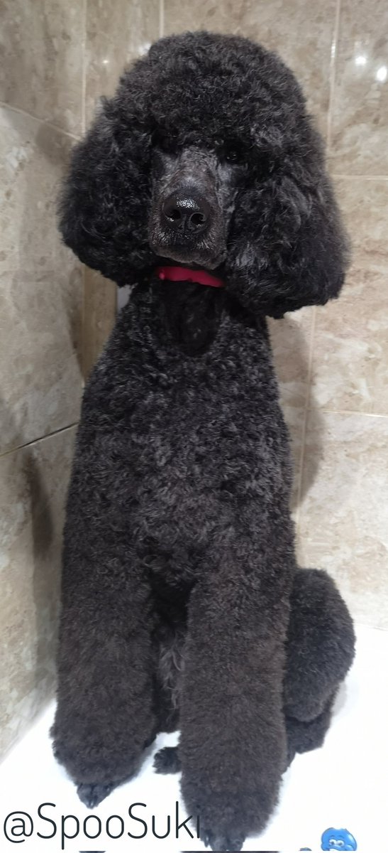 SukiTheSpoo tweet media