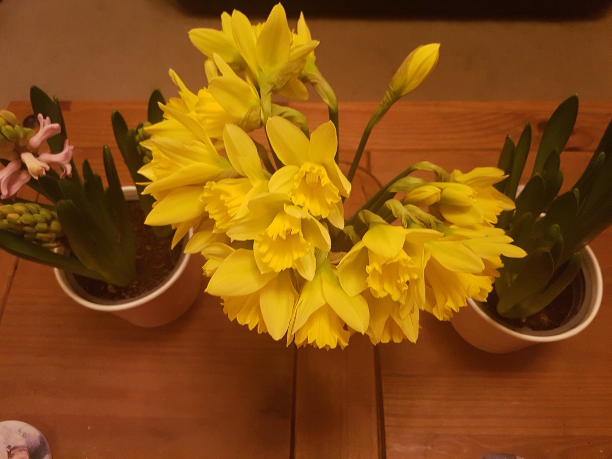 yorkshirebloke_'s tweet photo. I wandered lonely as a cloud
That floats on high o'er vales and hills,
When all at once I saw a crowd,
A host, of golden daffodils;
Beside the lake, beneath the trees,
Fluttering and dancing in the breeze. #ivegotaspringinmystep 😊
#smellslikespring #lookslikespring https://t.co/JiwbBNbH4n