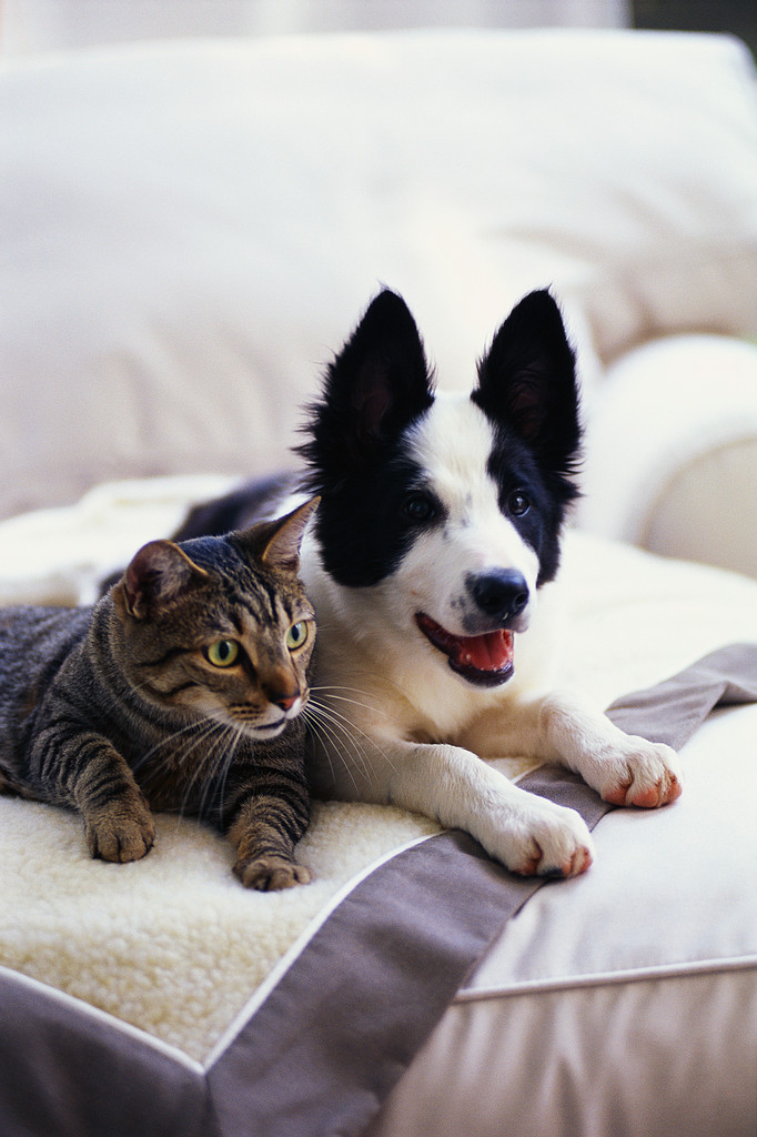 MovingNut's tweet photo. “An animal’s eyes have the power to speak a great language.” –Martin Buber https://t.co/m4UNDGgIh3