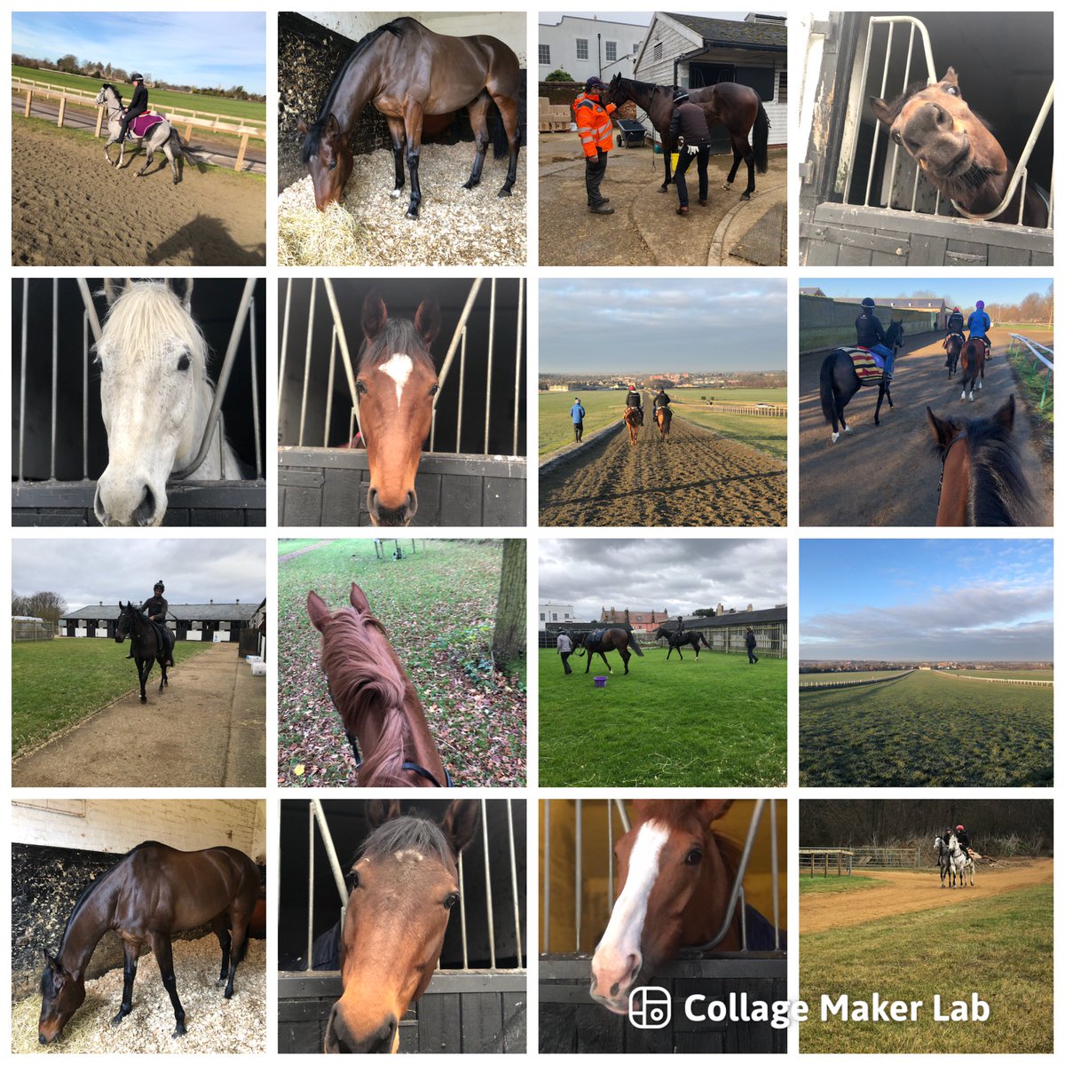 SPearce_Racing's tweet image. A morning at Wroughton House Stables! #chillyweather #freezing #frosty #windy #newmarket #homeofracing #horseracing #racehorses #followme #takeforgranted #beautiful #sunshine #horses