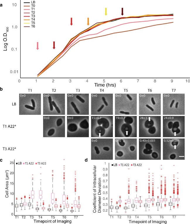 CommsBio's tweet image. @labmorgenstein et al describe a new mechanism of antibiotic tolerance in rod-shaped bacteria that is dependent on cell density, proposing simeltaneous disruption of the elongasome and divisome in response. nature.com/articles/s4200…