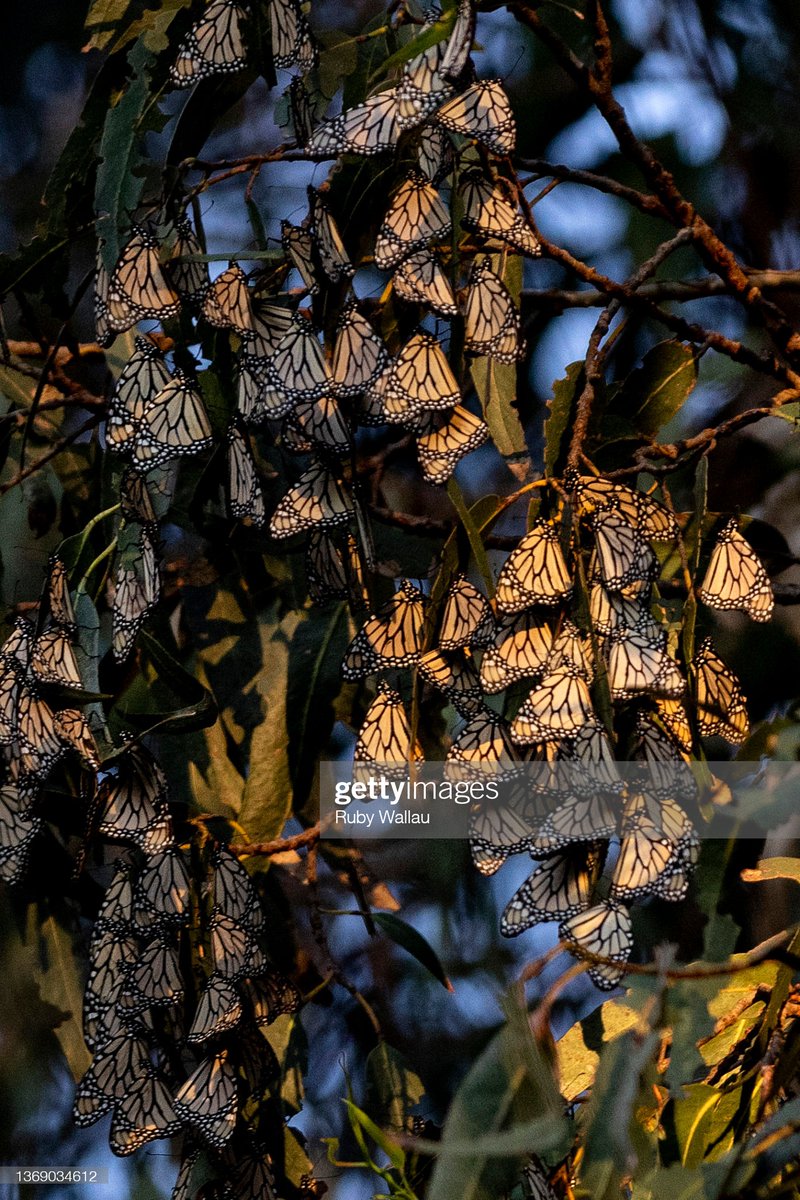 RubyWallau's tweet photo. Monarch butterflies gather in eucalyptus trees at Pismo State Beach Monarch Butterfly Grove. After years of decline, an over 100-fold increase in monarch butterflies was observed across the West this winter. 📸 @GettyImages More: https://t.co/8KDyMxaokZ https://t.co/GP19qFR8P0