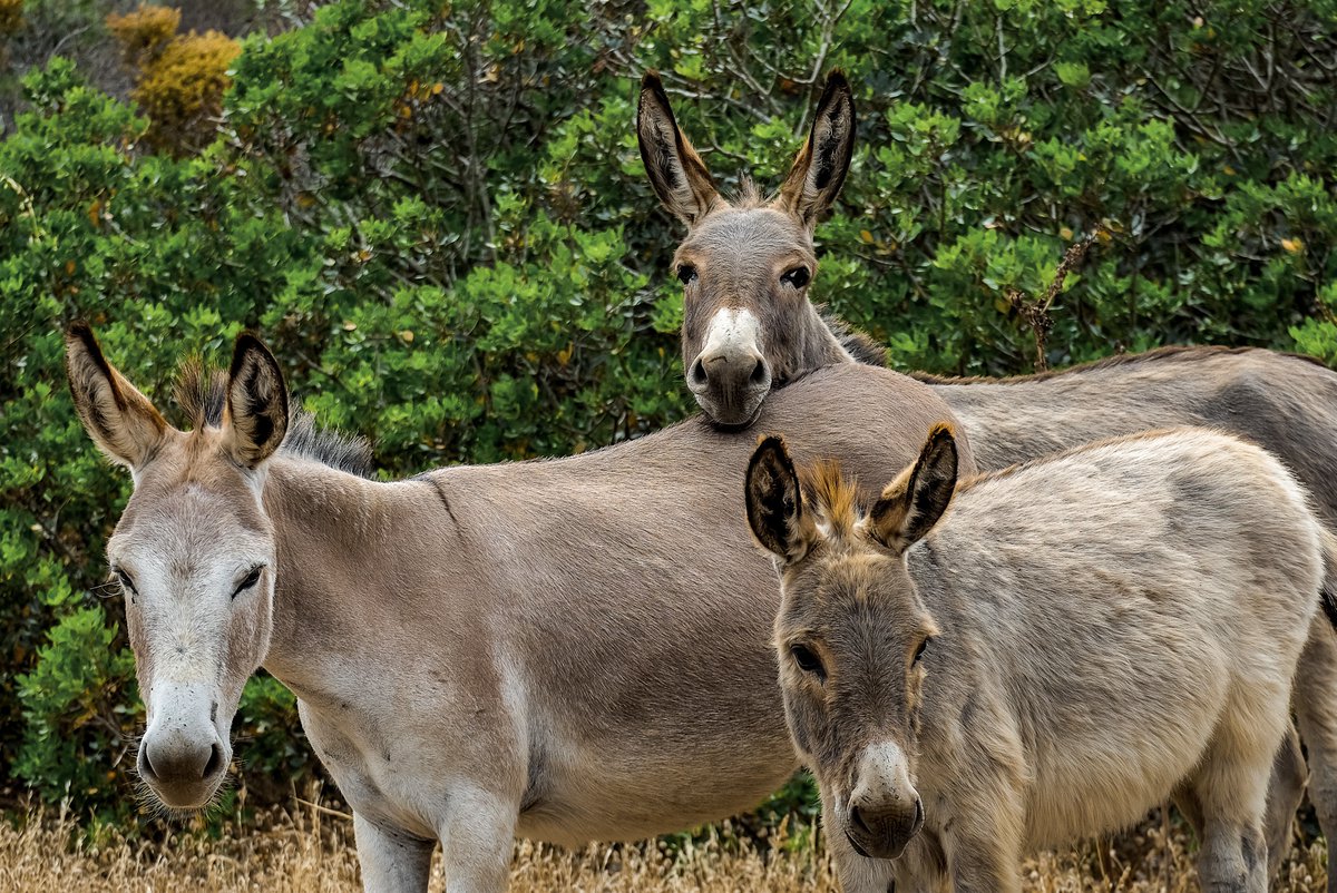 AnthrozoosJ's tweet photo. New #OpenAccess Research: “Between Freedom and Abandonment: Social Representations of Free-Roaming Donkeys in the Brazilian Northeast”

@marianaperozzi @CaraClancy @AdroaldoZanella @DonkeySanctuary #Donkey #Anthrozoology

https://t.co/cz9TOPhczh https://t.co/c4iqxyOKZ3