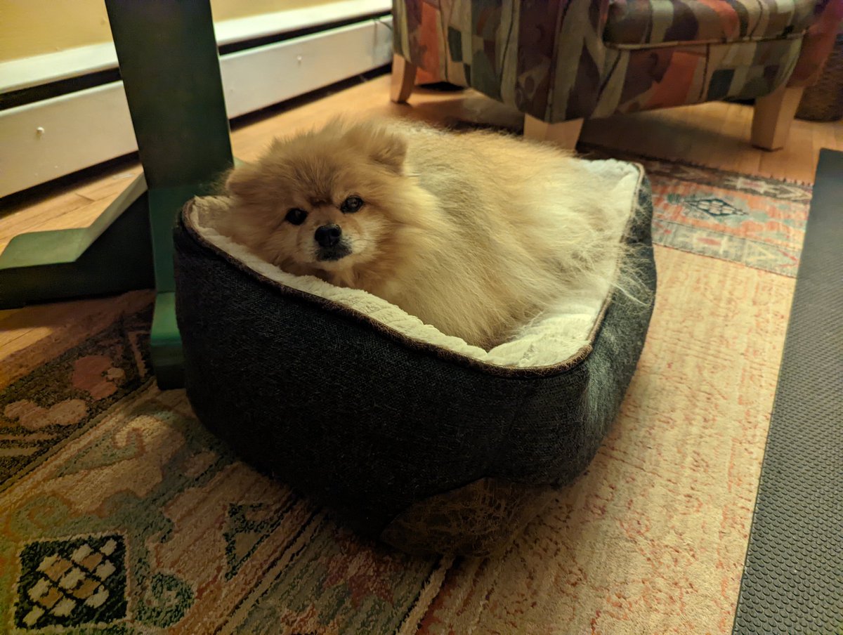 MaxDogwithaBlog's tweet photo. comfy https://t.co/5yrStbYpmU