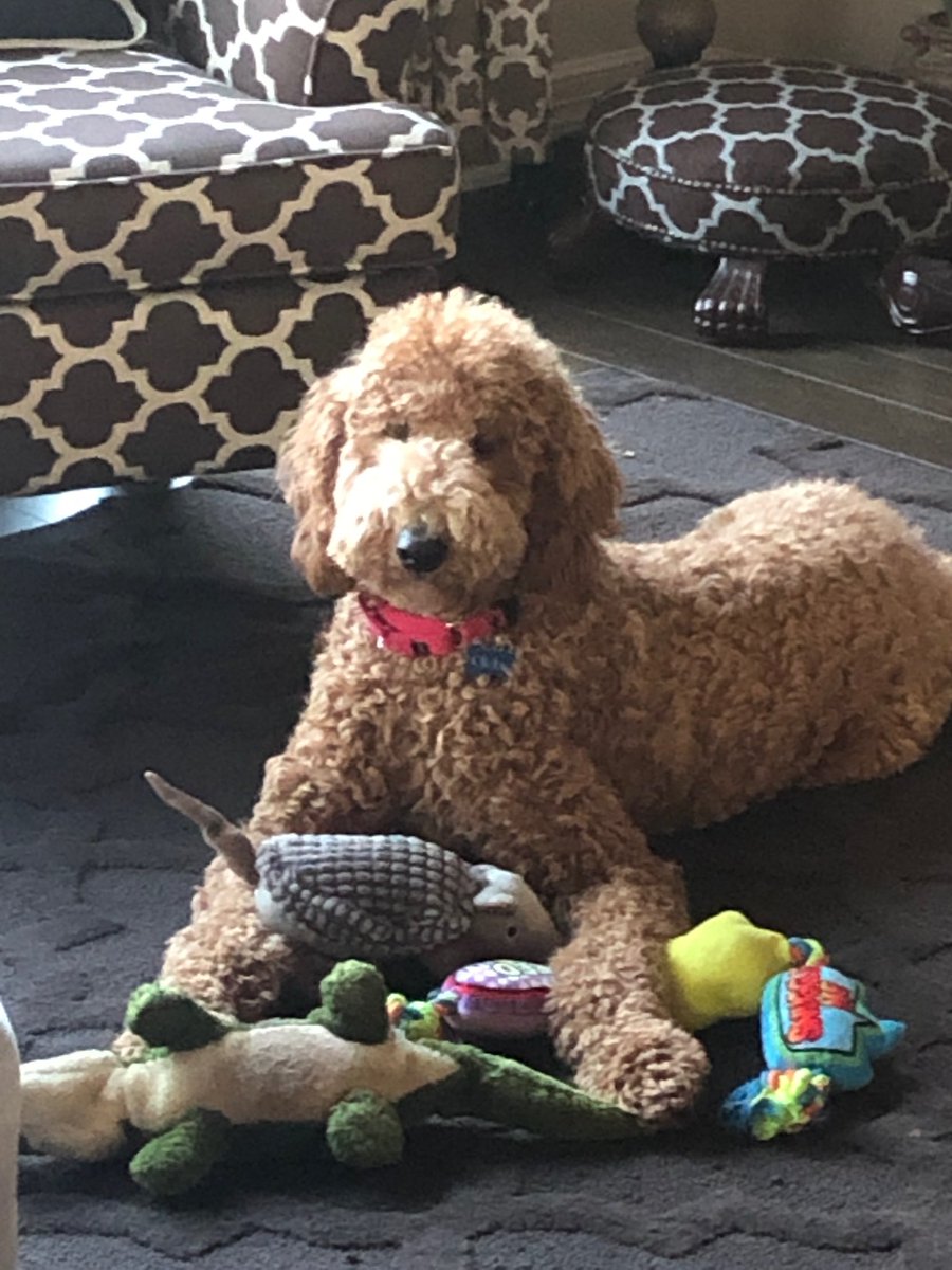 Clizby2's tweet photo. The silly creatures seem jealous of my collection. Hmmm—may have to hind or bury them. #dogsoftwitter #dogsrule #doodlesofsatx #dogsofsatx #satx #doglovers #muppets #fragglerock https://t.co/gqf6Y6TZcR