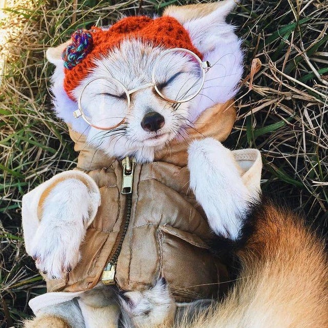 Fennec Every Hour! (@fenneceveryhr) on Twitter photo 